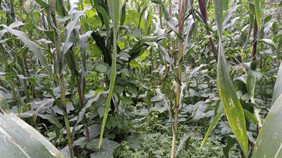 Review of agronomic research on the milpa, the traditional polyculture system of Mesoamerica